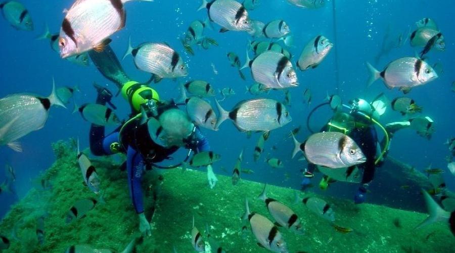 Zenobia Wreck Diving điểm du lịch nổi tiếng tại đảo Syprus