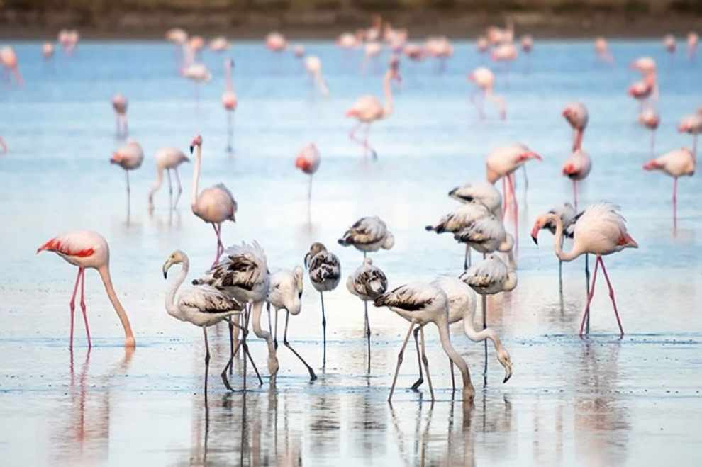 Chim hồng hạc thường ghé thăm đầm lầy muối Cyprus